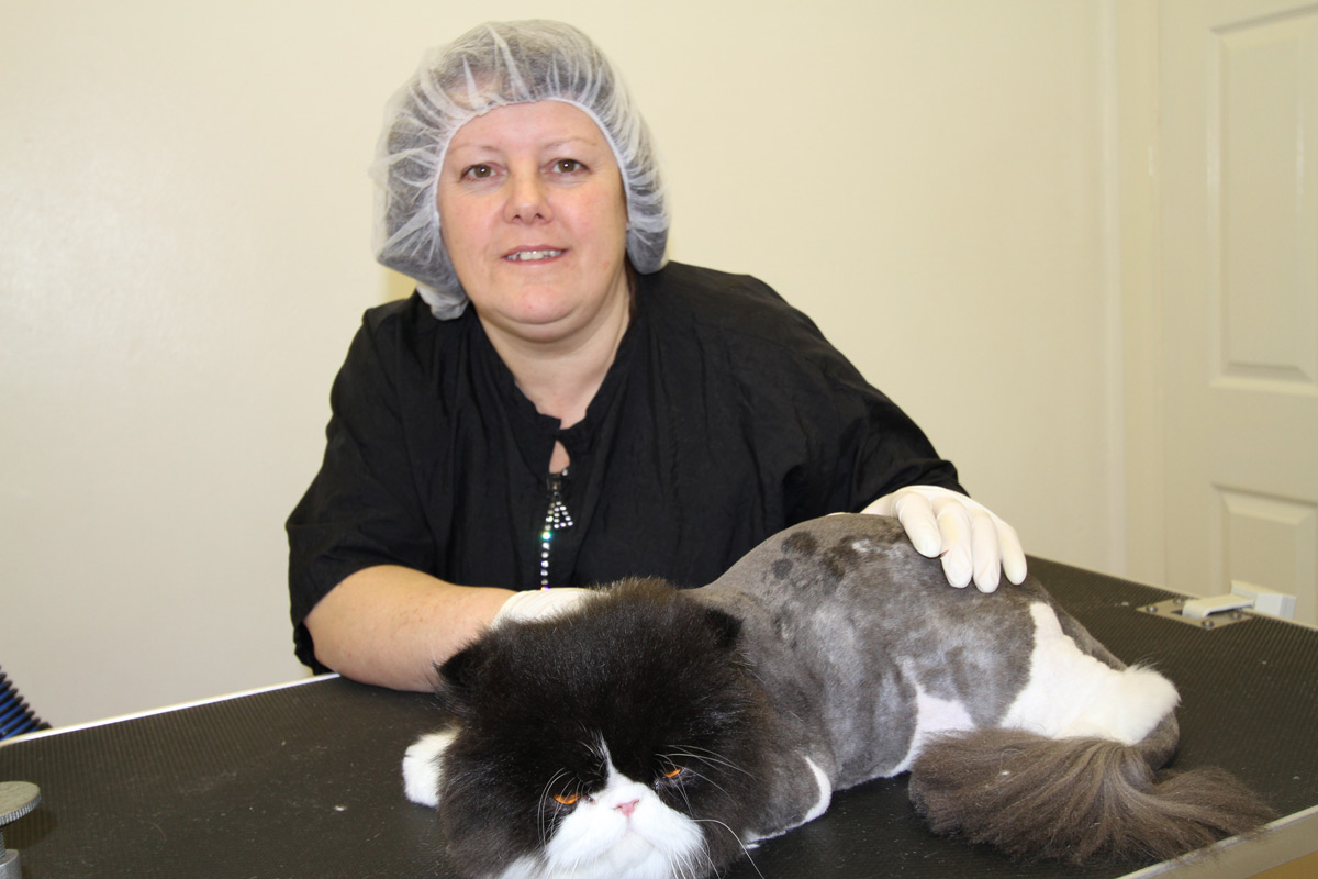 Full Clips and Lion Haircut Cat Grooming School The UK and
