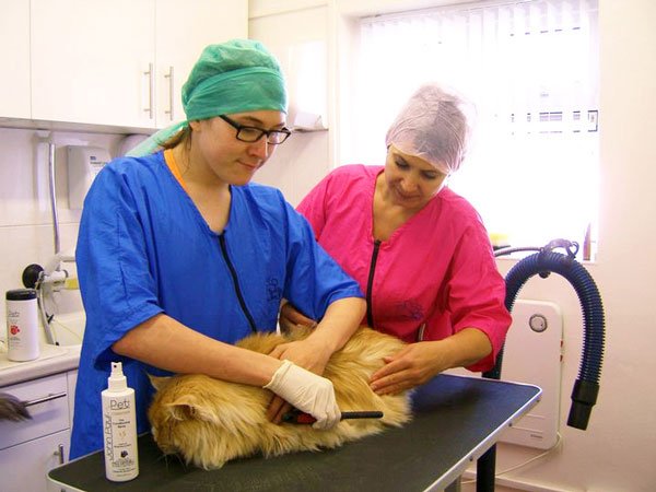 Beautiful view of Feline Grooming School Certification Programs