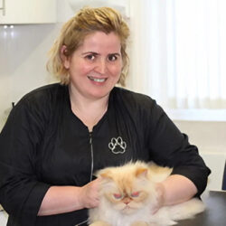 B’sPawz Cat Grooming / Sitting (London)